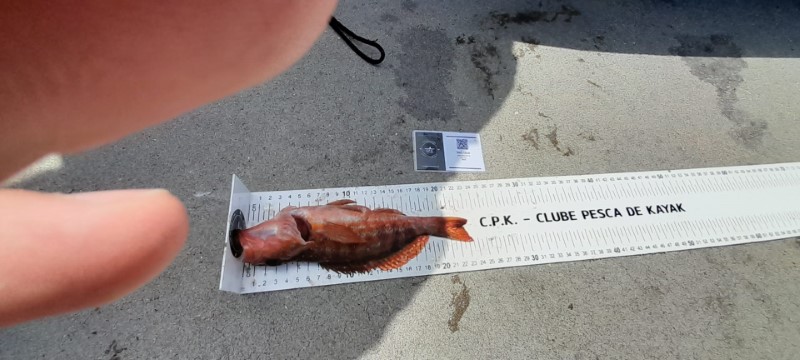 Fish Measure Picture